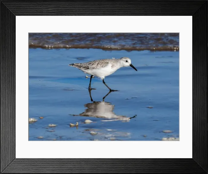 Framed Print : Sanderling on South Padre Island Beach in Texas Framed Print : Sanderling on South Padre Island Beach in Texas