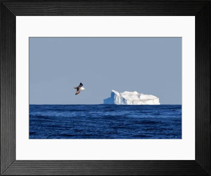 Framed Print : A northern fulmar, Fulmarus glacialis Framed Print : A northern fulmar, Fulmarus glacialis