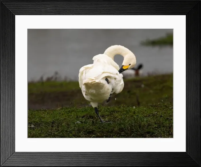 Framed Print : Bewick swan at Slimbridge WWT in Gloucestershire, a regular winter visitor from Siberia. [ cygnus columbianus bewickii ]