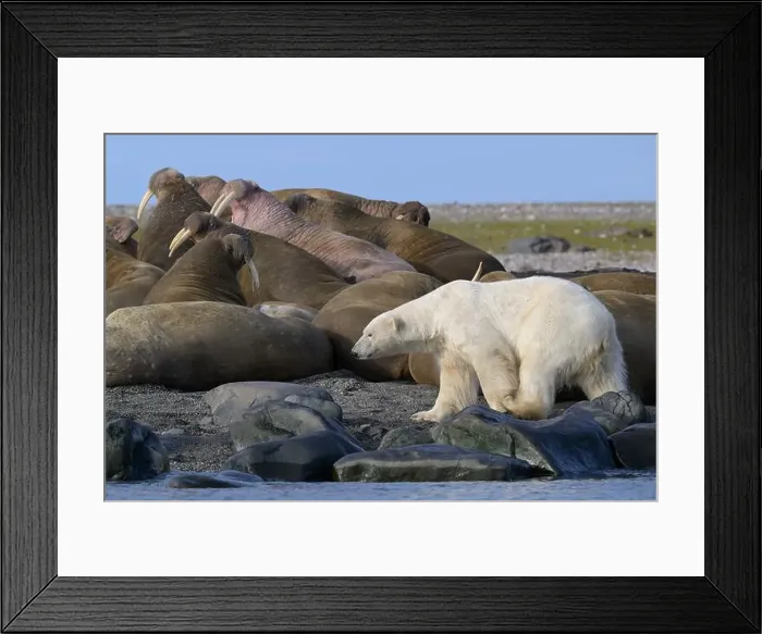 Framed Print : Polar bear and walruses on land, Svalbard, Norway Framed Print : Polar bear and walruses on land, Svalbard, Norway