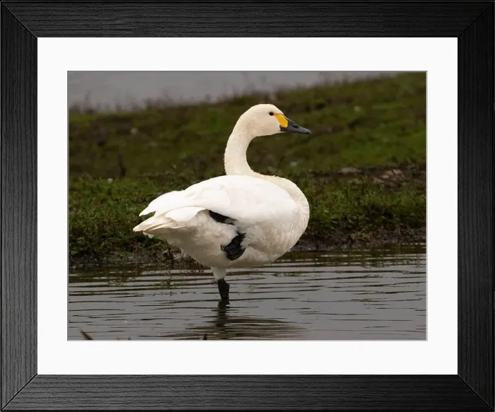 Framed Print : Bewick swan at Slimbridge WWT in Gloucestershire, a regular winter visitor from Siberia. [ cygnus columbianus bewickii ]