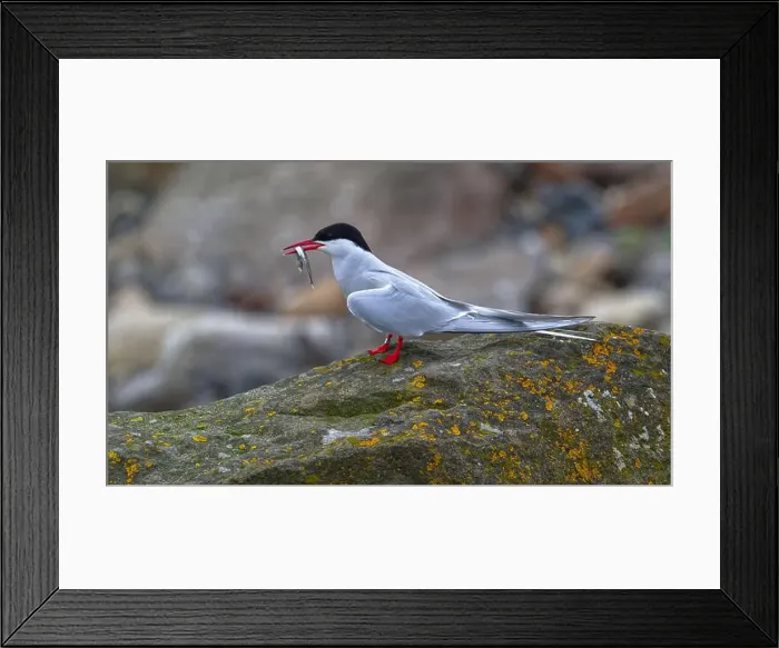 Framed Print : Arctic Tern Framed Print : Arctic Tern