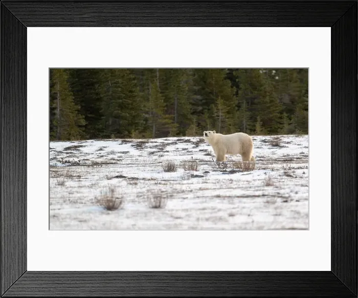 Framed Print : Polar bear walking through a snow covered field in October near Churchill, Manitoba Framed Print : Polar bear walking through a snow covered field in October near Churchill, Manitoba