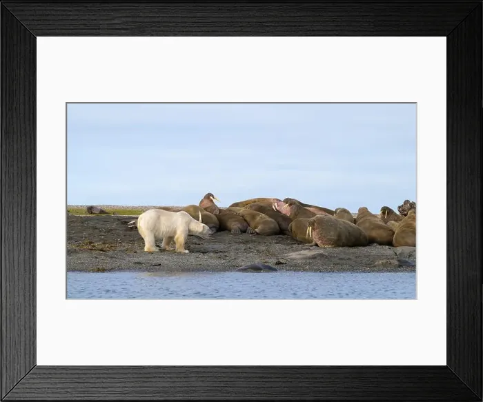 Framed Print : Polar bear and walruses on land, Svalbard, Norway Framed Print : Polar bear and walruses on land, Svalbard, Norway