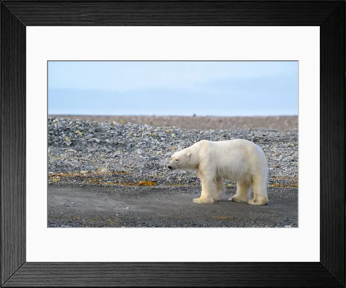 Framed Print : Polar bear (Ursus maritimus) on land in summer, Svalbard, Norway Framed Print : Polar bear (Ursus maritimus) on land in summer, Svalbard, Norway