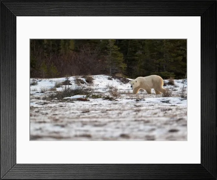 Framed Print : Polar bear walking through a snow covered field in October near Churchill, Manitoba Framed Print : Polar bear walking through a snow covered field in October near Churchill, Manitoba