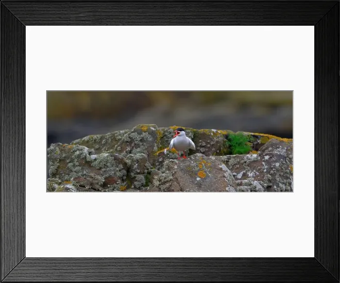 Framed Print : Arctic Tern Framed Print : Arctic Tern