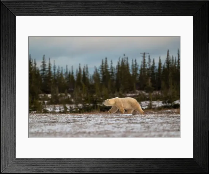 Framed Print : Polar bear walking through a snow covered field in October near Churchill, Manitoba Framed Print : Polar bear walking through a snow covered field in October near Churchill, Manitoba