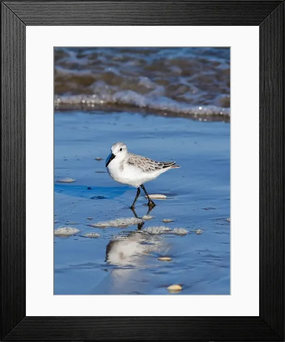 Framed Print : Sanderling on South Padre Island Beach in Texas Framed Print : Sanderling on South Padre Island Beach in Texas