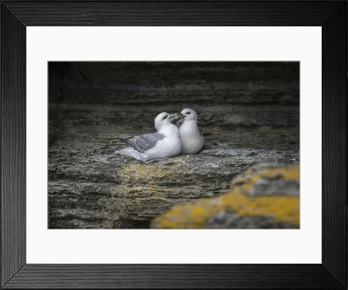Framed Print : Fulmars, social behaviour, Fulmarus glacialis, Westray, Orkney Islands, Scotland, Great Britain Framed Print : Fulmars, social behaviour, Fulmarus glacialis, Westray, Orkney Islands, Scotland, Great Britain