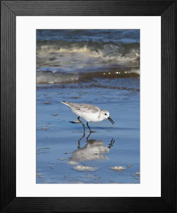 Framed Print : Sanderling on South Padre Island Beach in Texas Framed Print : Sanderling on South Padre Island Beach in Texas