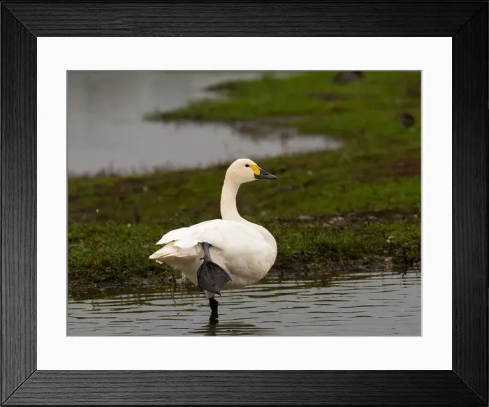 Framed Print : Bewick swan at Slimbridge WWT in Gloucestershire, a regular winter visitor from Siberia. [ cygnus columbianus bewickii ]