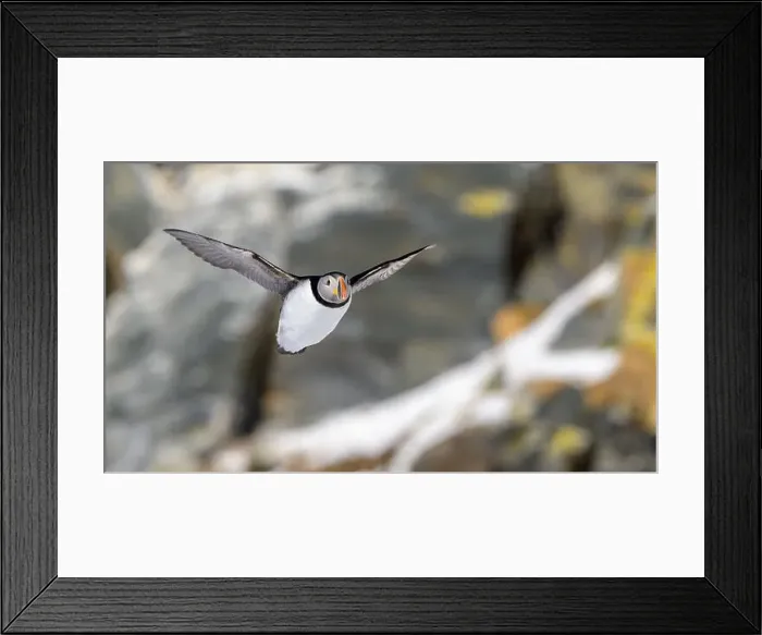 Framed Print : Atlantic puffin (Fratercula arctica) at Hornøya island, Norway Framed Print : Atlantic puffin (Fratercula arctica) at Hornøya island, Norway