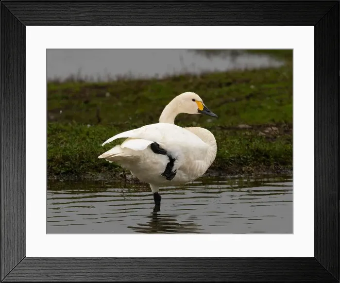 Framed Print : Bewick swan at Slimbridge WWT in Gloucestershire, a regular winter visitor from Siberia. [ cygnus columbianus bewickii ]
