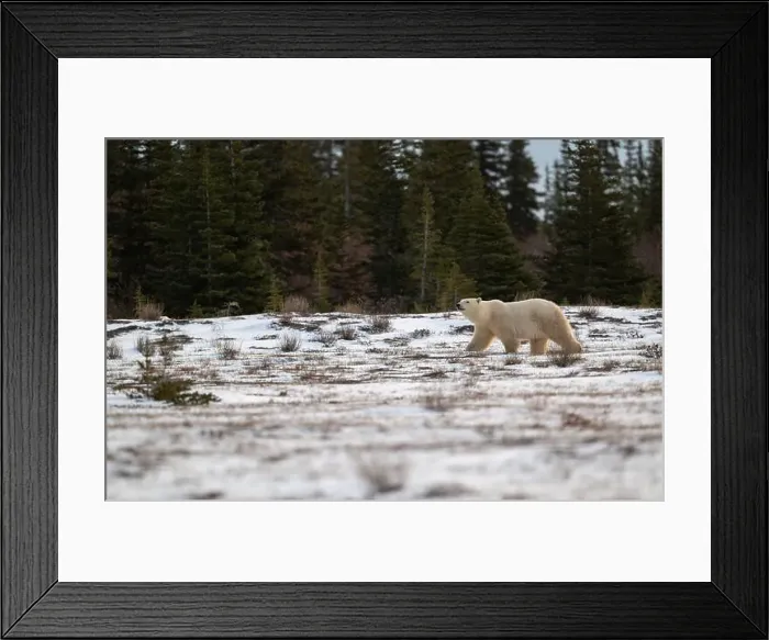 Framed Print : Polar bear walking through a snow covered field in October near Churchill, Manitoba Framed Print : Polar bear walking through a snow covered field in October near Churchill, Manitoba