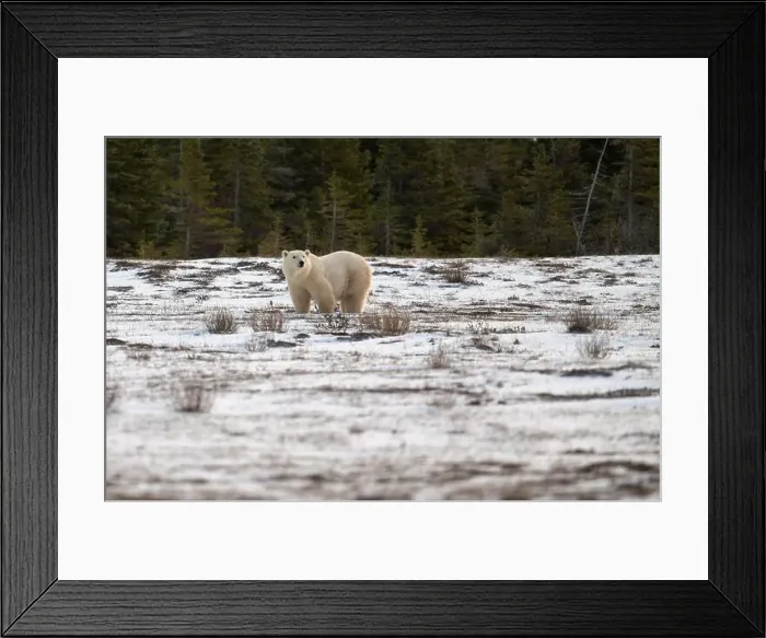 Framed Print : Polar bear walking through a snow covered field in October near Churchill, Manitoba Framed Print : Polar bear walking through a snow covered field in October near Churchill, Manitoba