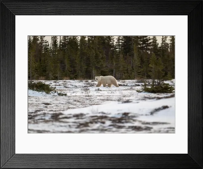 Framed Print : Polar bear walking through a snow covered field in October near Churchill, Manitoba Framed Print : Polar bear walking through a snow covered field in October near Churchill, Manitoba
