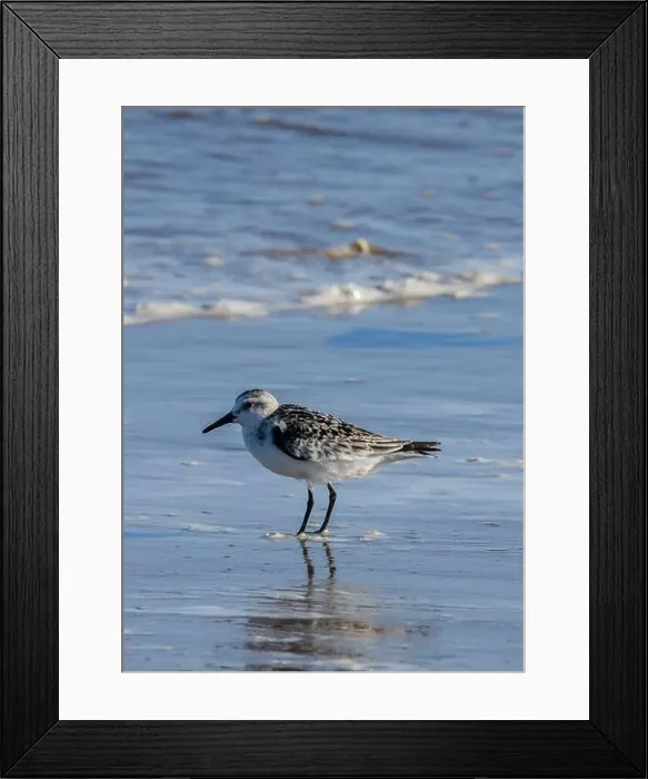 Framed Print : Sanderling on South Padre Island Beach in Texas Framed Print : Sanderling on South Padre Island Beach in Texas