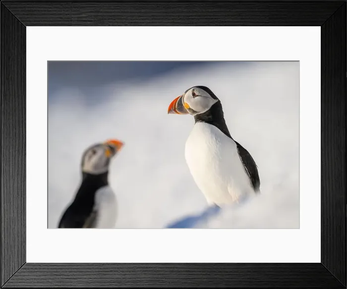 Framed Print : Atlantic puffin (Fratercula arctica) at Hornøya island, Norway Framed Print : Atlantic puffin (Fratercula arctica) at Hornøya island, Norway