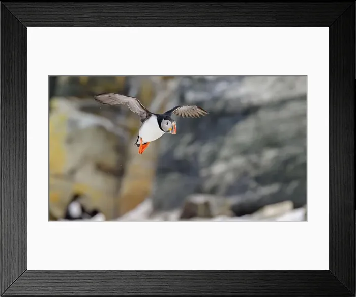 Framed Print : Atlantic puffin (Fratercula arctica) at Hornøya island, Norway Framed Print : Atlantic puffin (Fratercula arctica) at Hornøya island, Norway
