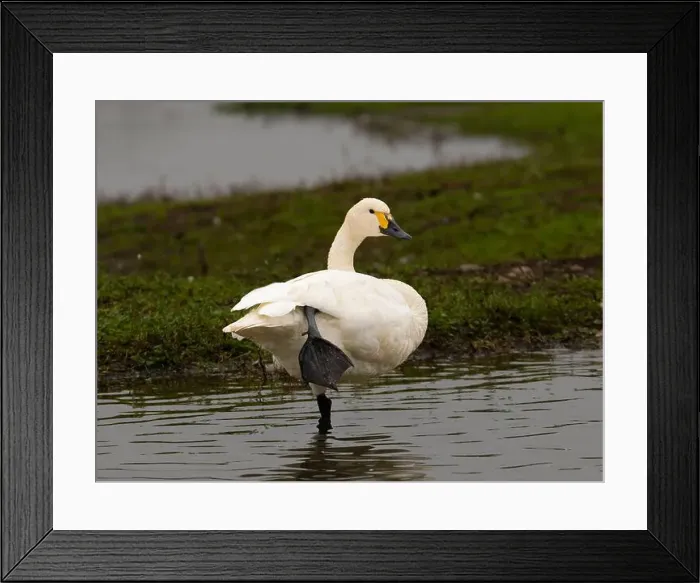 Framed Print : Bewick swan at Slimbridge WWT in Gloucestershire, a regular winter visitor from Siberia. [ cygnus columbianus bewickii ]