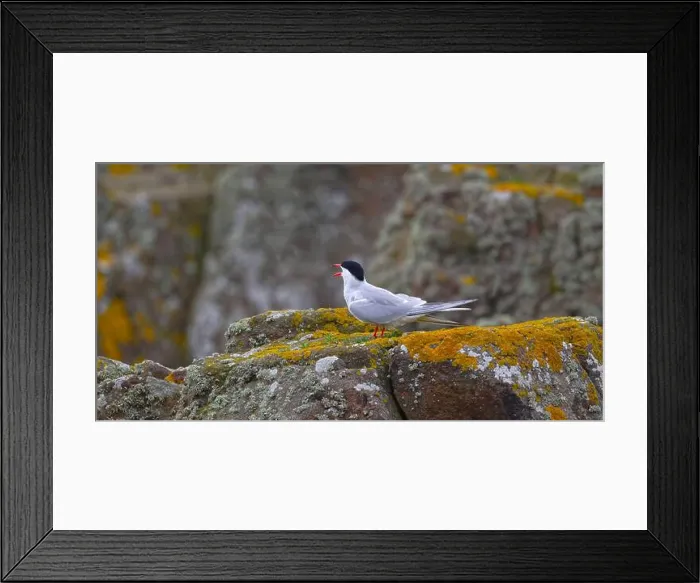 Framed Print : Arctic Tern Framed Print : Arctic Tern