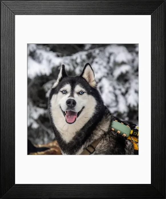 Framed Print : A Siberian husky, with its iconic blue eyes and thick winter coat Framed Print : A Siberian husky, with its iconic blue eyes and thick winter coat
