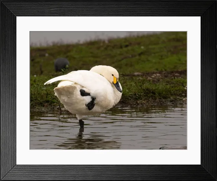 Framed Print : Bewick swan at Slimbridge WWT in Gloucestershire, a regular winter visitor from Siberia. [ cygnus columbianus bewickii ]