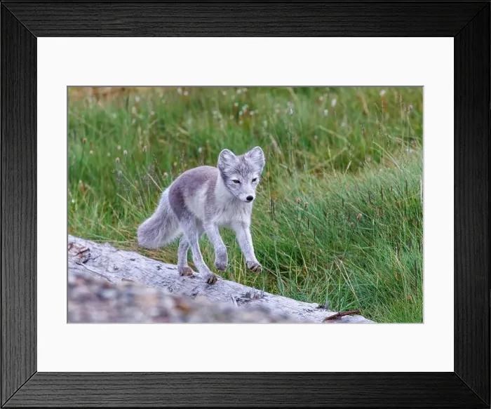 Framed Print : Adult arctic fox, Vulpes Lagopus Framed Print : Adult arctic fox, Vulpes Lagopus