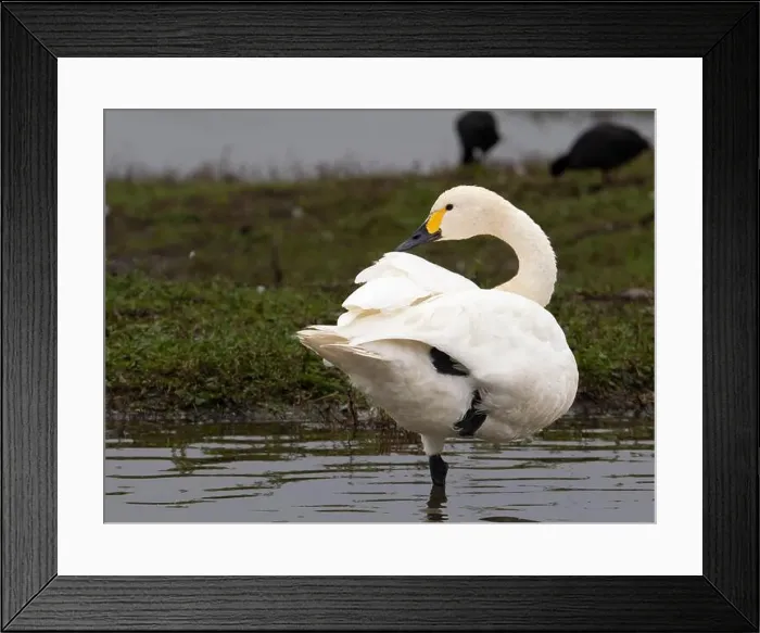 Framed Print : Bewick swan at Slimbridge WWT in Gloucestershire, a regular winter visitor from Siberia. [ cygnus columbianus bewickii ]