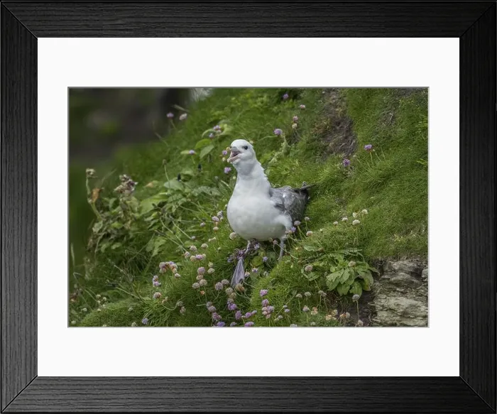 Framed Print : Northern fulmar, Fulmarus glacialis, Westray, Orkney Islands, Scotland, Great Britain Framed Print : Northern fulmar, Fulmarus glacialis, Westray, Orkney Islands, Scotland, Great Britain
