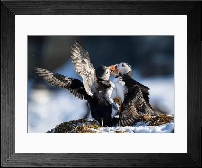 Framed Print : Atlantic puffin (Fratercula arctica) fighting in snow at Hornøya island, Norway Framed Print : Atlantic puffin (Fratercula arctica) fighting in snow at Hornøya island, Norway