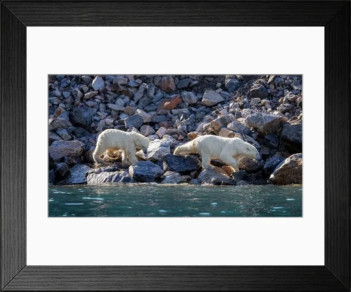 Framed Print : Two polar bears, Ursus Maritimus