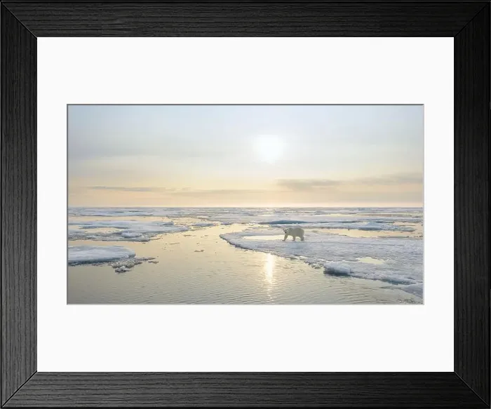 Framed Print : Polar bear (Ursus maritimus) on ice and snow, Svalbard, Norway Framed Print : Polar bear (Ursus maritimus) on ice and snow, Svalbard, Norway