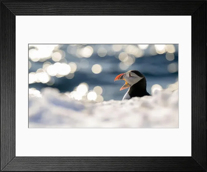 Framed Print : Atlantic puffin (Fratercula arctica) at Hornøya island, Norway Framed Print : Atlantic puffin (Fratercula arctica) at Hornøya island, Norway