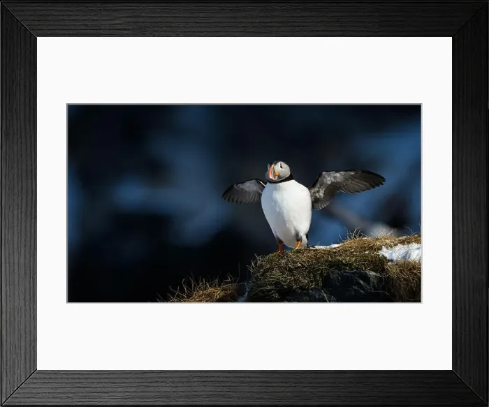 Framed Print : Atlantic puffin (Fratercula arctica) at Hornøya island, Norway Framed Print : Atlantic puffin (Fratercula arctica) at Hornøya island, Norway