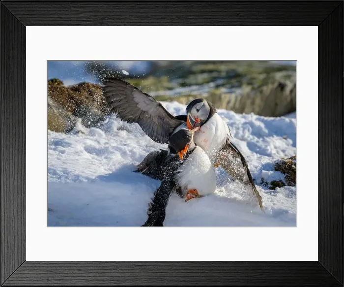 Framed Print : Atlantic puffin (Fratercula arctica) fighting in snow at Hornøya island, Norway Framed Print : Atlantic puffin (Fratercula arctica) fighting in snow at Hornøya island, Norway