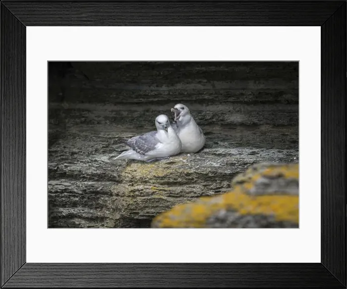 Framed Print : Fulmars, social behaviour, Fulmarus glacialis, Westray, Orkney Islands, Scotland, Great Britain Framed Print : Fulmars, social behaviour, Fulmarus glacialis, Westray, Orkney Islands, Scotland, Great Britain