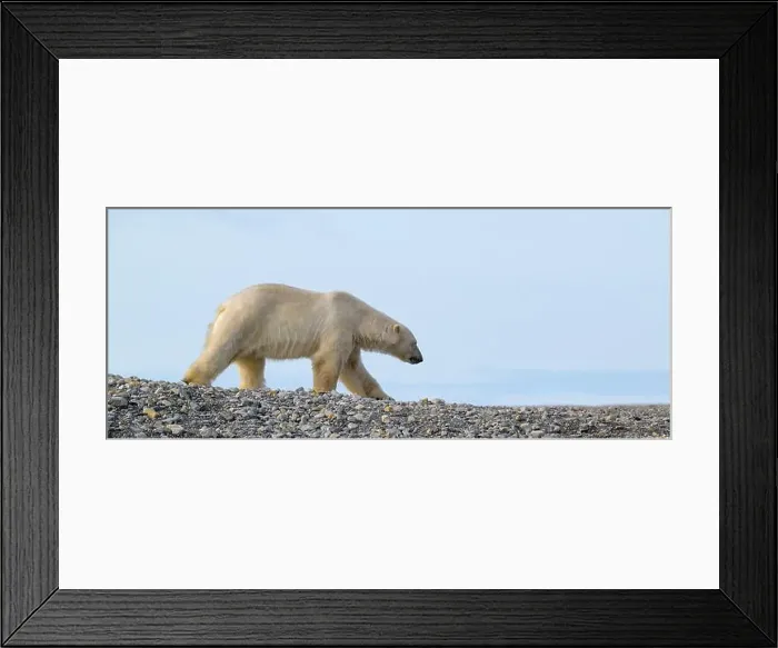 Framed Print : Polar bear (Ursus maritimus) on land in summer, Svalbard, Norway Framed Print : Polar bear (Ursus maritimus) on land in summer, Svalbard, Norway