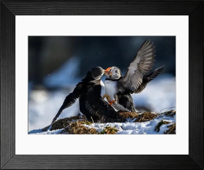 Framed Print : Atlantic puffin (Fratercula arctica) fighting in snow at Hornøya island, Norway