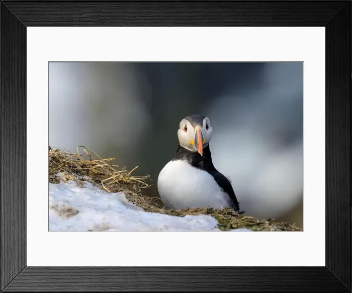 Framed Print : Atlantic puffin (Fratercula arctica) at Hornøya island, Norway Framed Print : Atlantic puffin (Fratercula arctica) at Hornøya island, Norway