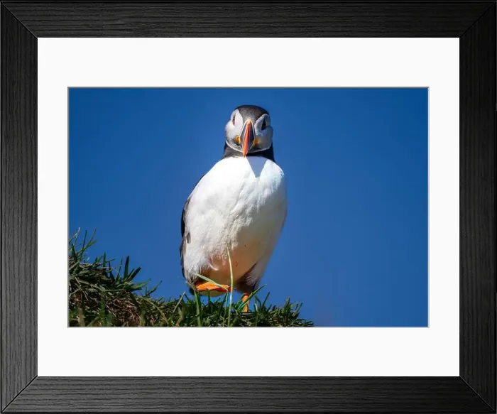 Framed Print : An Atlantic Puffin (Fratercula arctica), in Borgarfjaroarhofn, Iceland, Polar Regions Framed Print : An Atlantic Puffin (Fratercula arctica), in Borgarfjaroarhofn, Iceland, Polar Regions