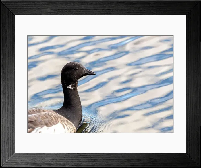Framed Print : Brent Geese in flight over Bull Island Framed Print : Brent Geese in flight over Bull Island