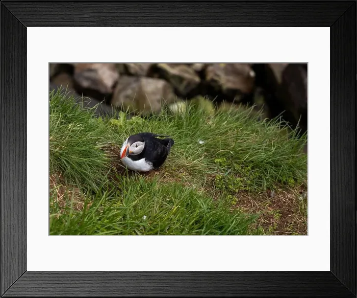 Framed Print : Close-up of an Atlantic Puffin in its natural habitat on a grassy cliff in Iceland Framed Print : Close-up of an Atlantic Puffin in its natural habitat on a grassy cliff in Iceland