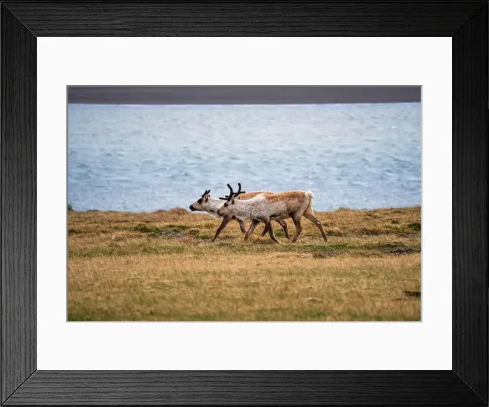 Framed Print : Group of wild reindeer grazing along the Icelandic coastline Framed Print : Group of wild reindeer grazing along the Icelandic coastline