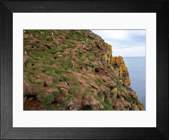 Framed Print : Atlantic puffins resting on a grassy cliff overlooking the ocean in Iceland Framed Print : Atlantic puffins resting on a grassy cliff overlooking the ocean in Iceland