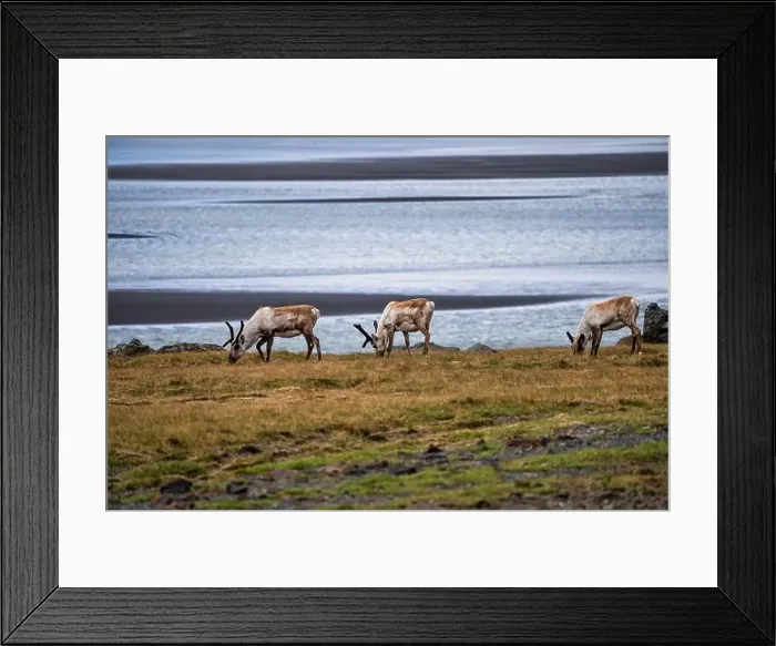 Framed Print : Group of wild reindeer grazing along the Icelandic coastline Framed Print : Group of wild reindeer grazing along the Icelandic coastline