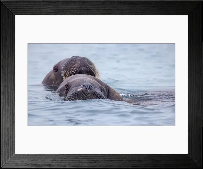 Framed Print : Adult walruses, Odobenus rosmarus Framed Print : Adult walruses, Odobenus rosmarus