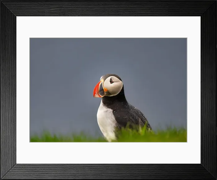 Framed Print : An Atlantic Puffin (Fratercula arctica), on a cliff edge in Westman Islands, Iceland, Polar Regions Framed Print : An Atlantic Puffin (Fratercula arctica), on a cliff edge in Westman Islands, Iceland, Polar Regions