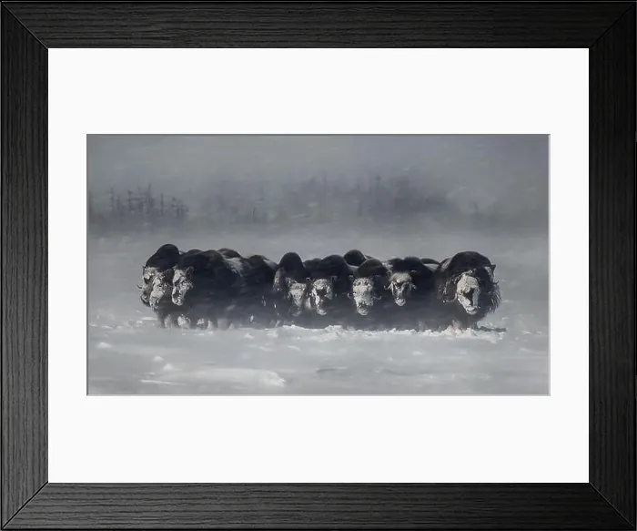 Framed Print : Musk oxen standing in the snow during a blizzard in winter Framed Print : Musk oxen standing in the snow during a blizzard in winter